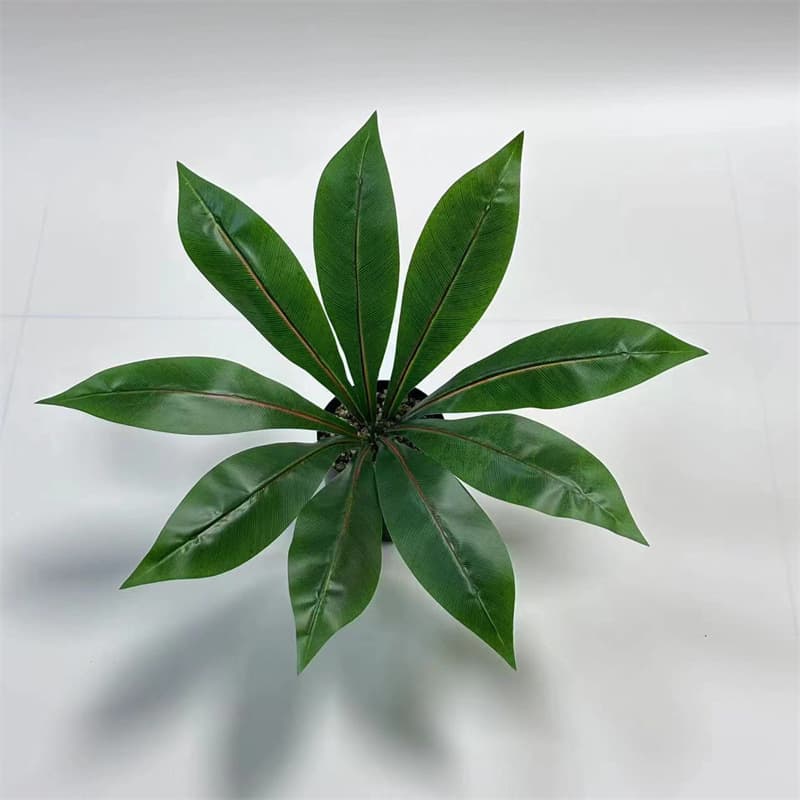 9-leaf bird of paradise (depth)