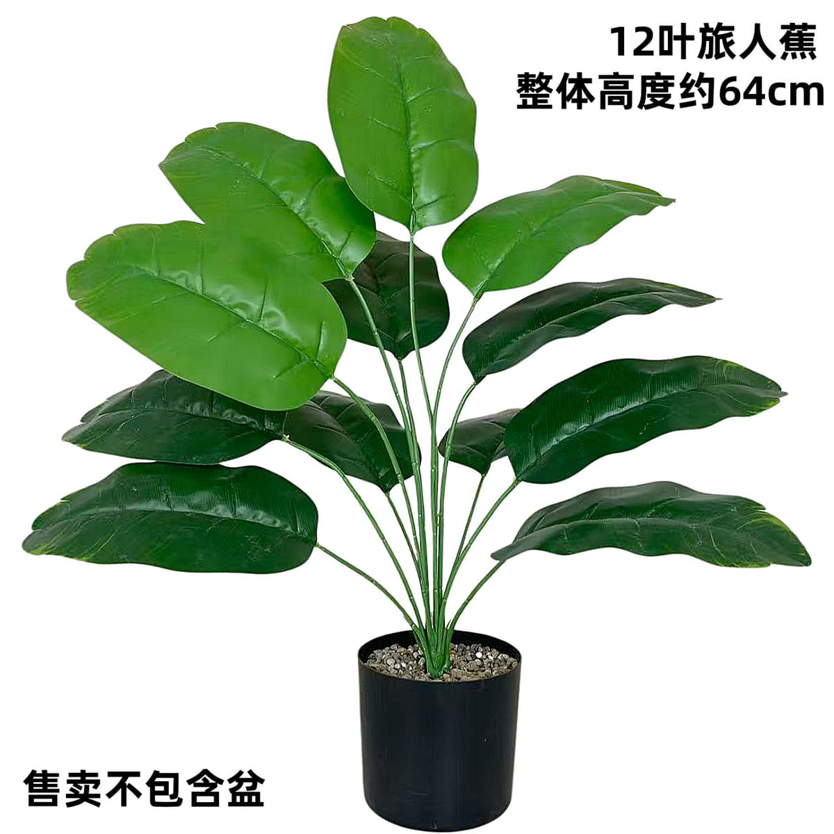 12-leaf traveler's palm