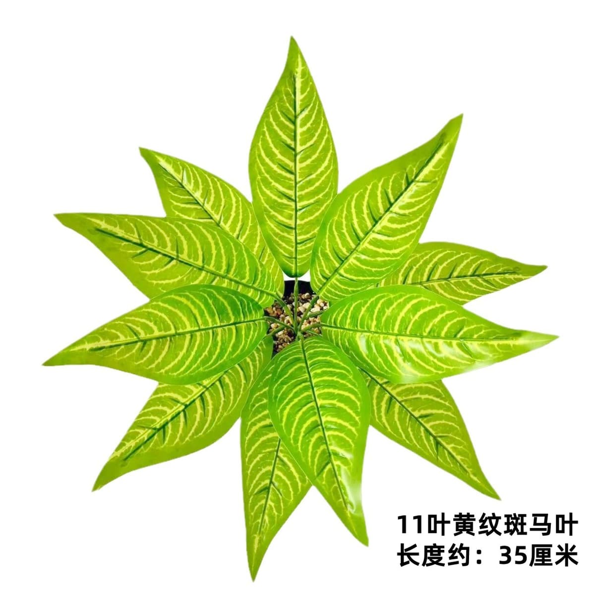 11 leaves with yellow pattern zebra leaves (light)