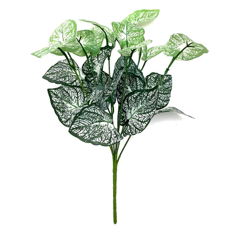 Seven-pronged white heart water taro leaves