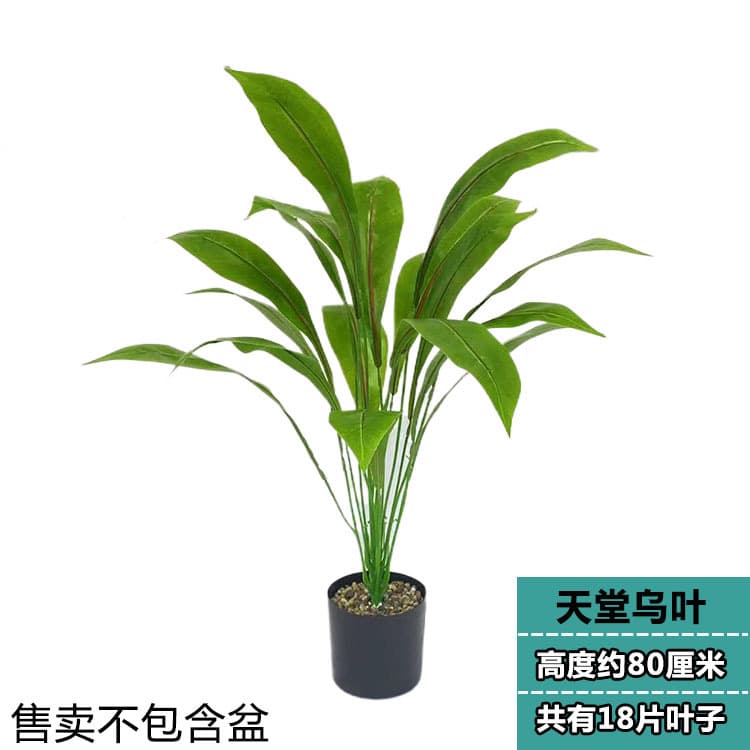 18-leaf bird of paradise (shallow)