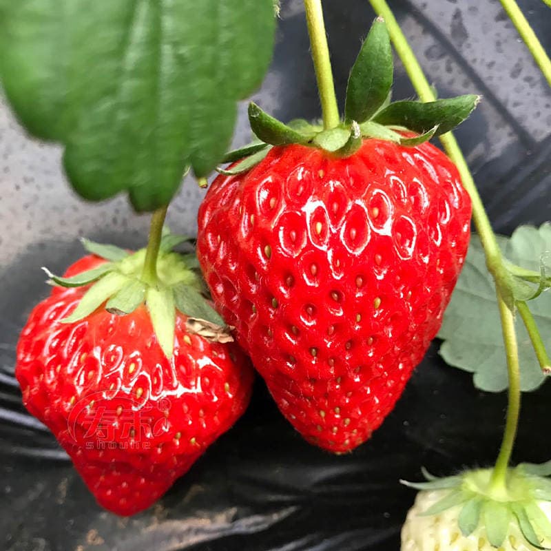 Strawberry Seedlings, Four-Season Potted Edible Cream, Suizhu Hongyanbaixue Plug Seedlings, Fruit Seedlings, North and South Balcony Planting, Easy to Maintain 1