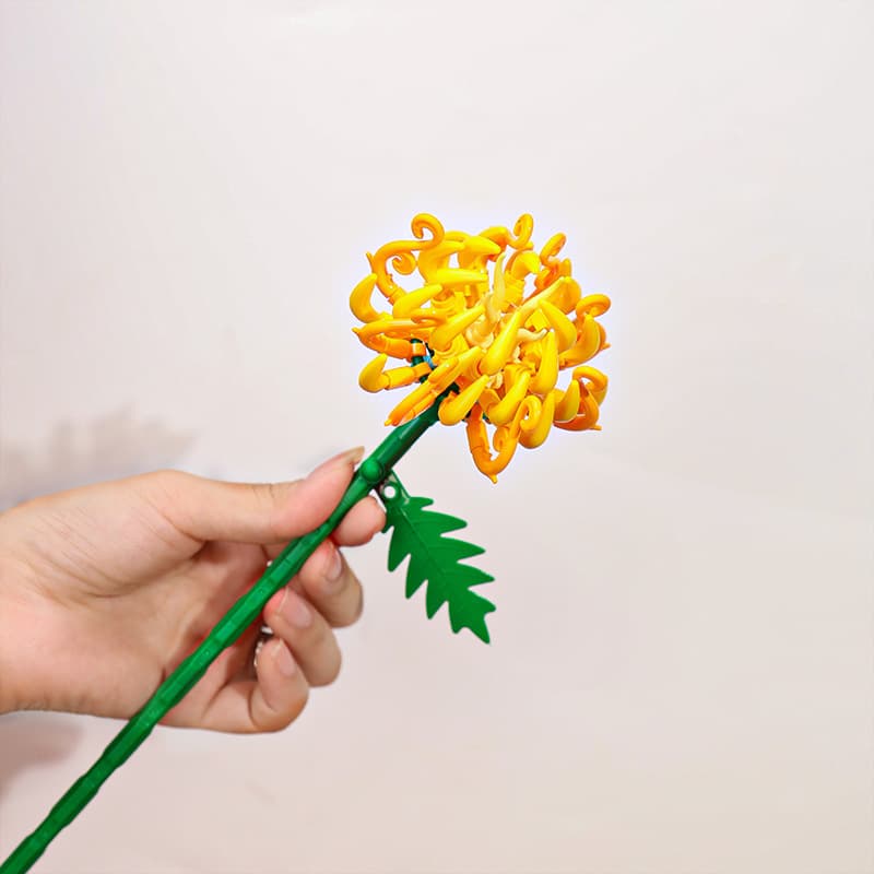 Chrysanthemum