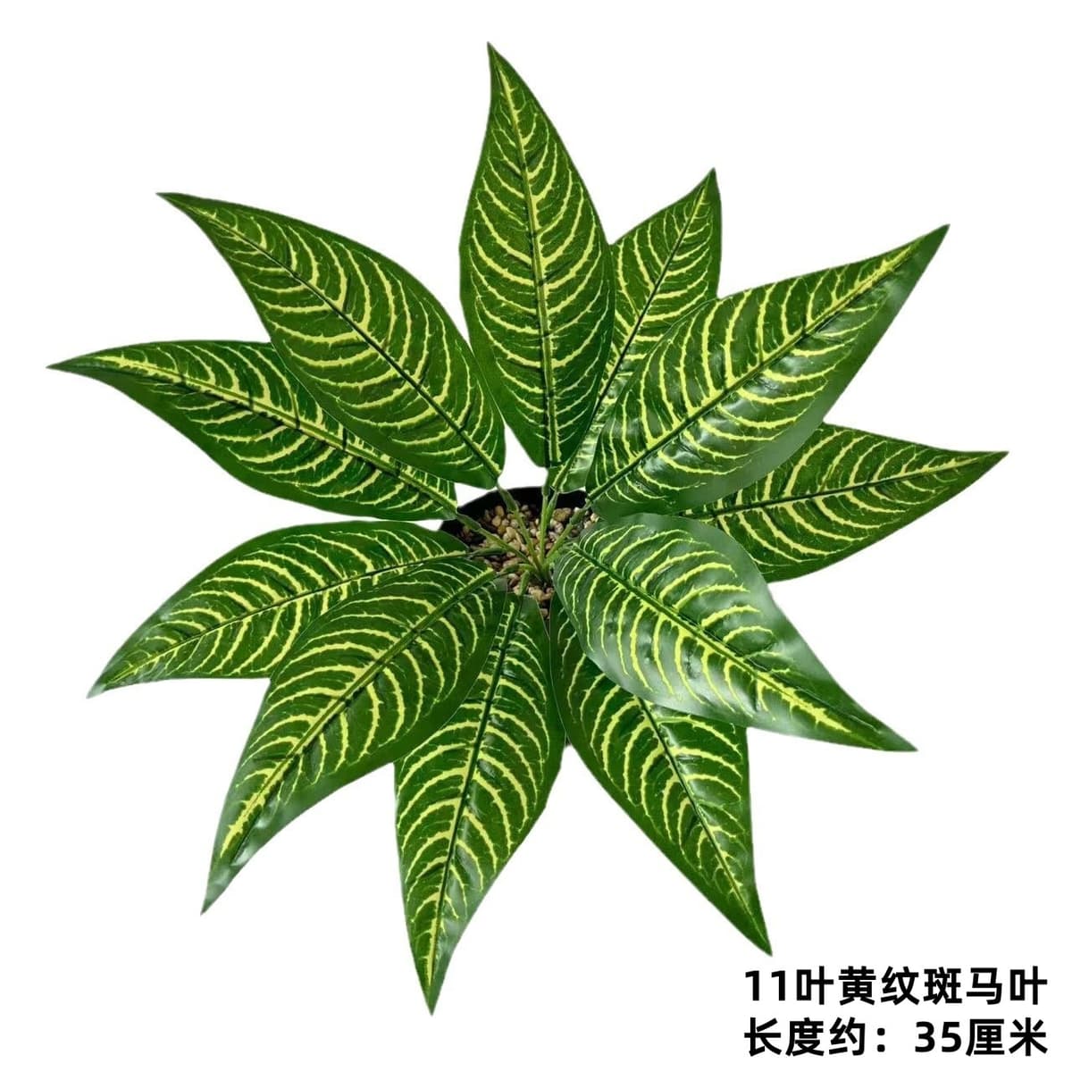 11 leaves with yellow pattern zebra leaves (depth)