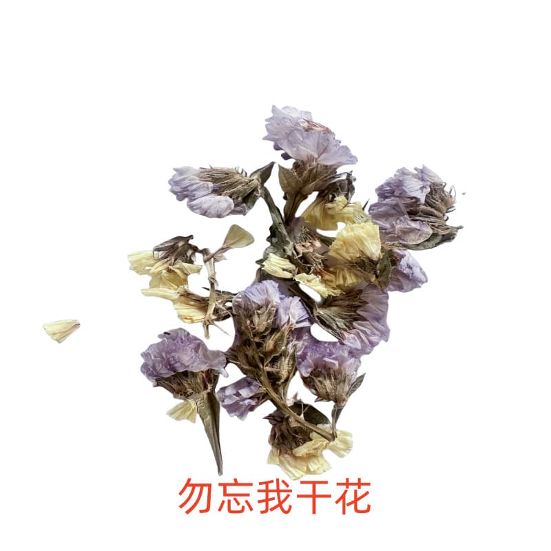 Forget me not dried flowers