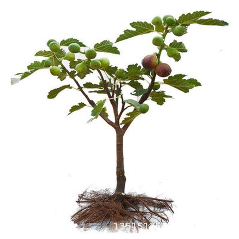 Extra Large Sugar Purple Fruit 96m Fig Saplings Jiujiu Rice Fig Saplings Potted Ground Planting South and North Planting 5