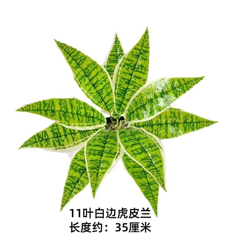 11 leaf white edge tiger orchid