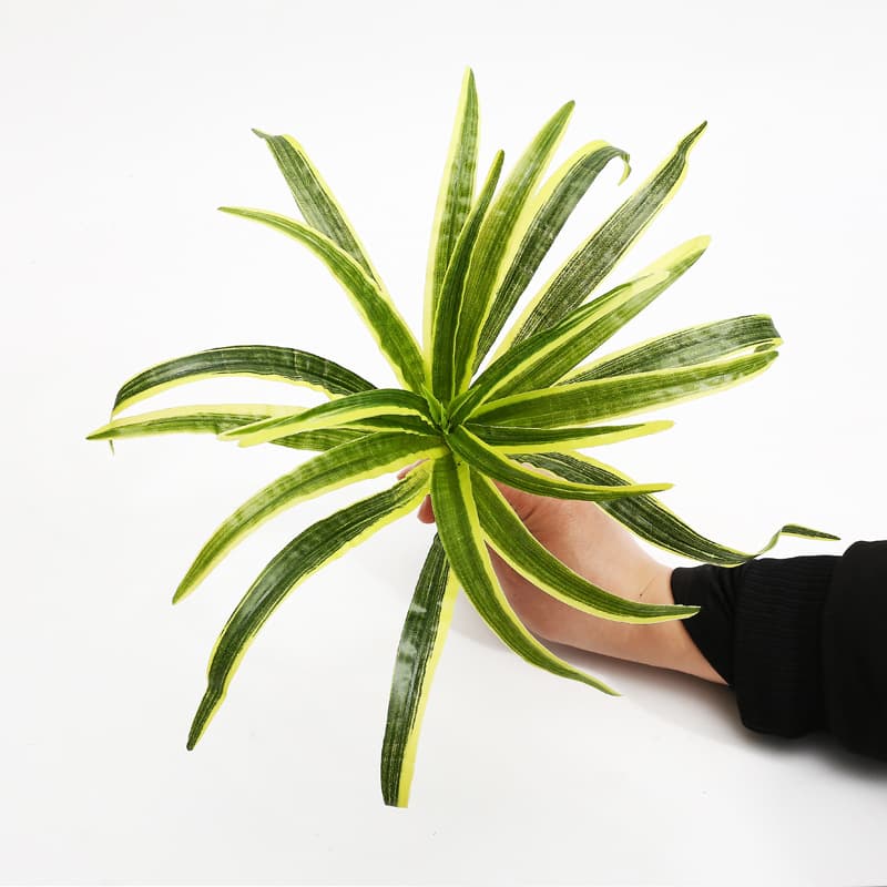 Yellow-edged bracketplant