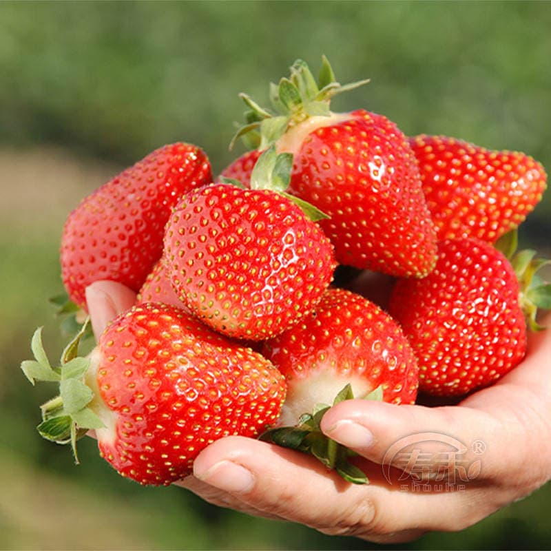 Strawberry Seedlings, Four-Season Potted Edible Cream, Suizhu Hongyanbaixue Plug Seedlings, Fruit Seedlings, North and South Balcony Planting, Easy to Maintain 4