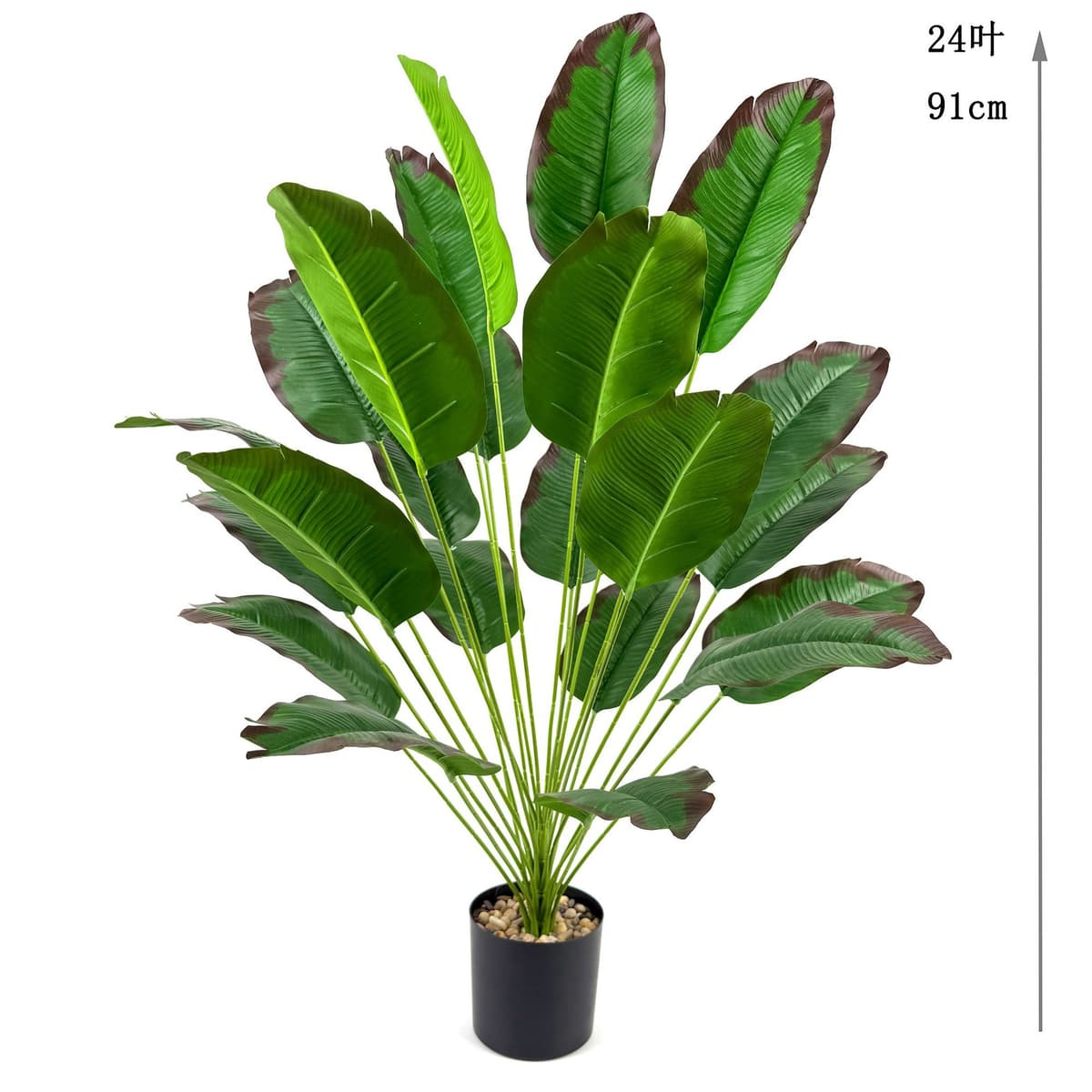 24 red-edged banana leaves 91cm (excluding pot)