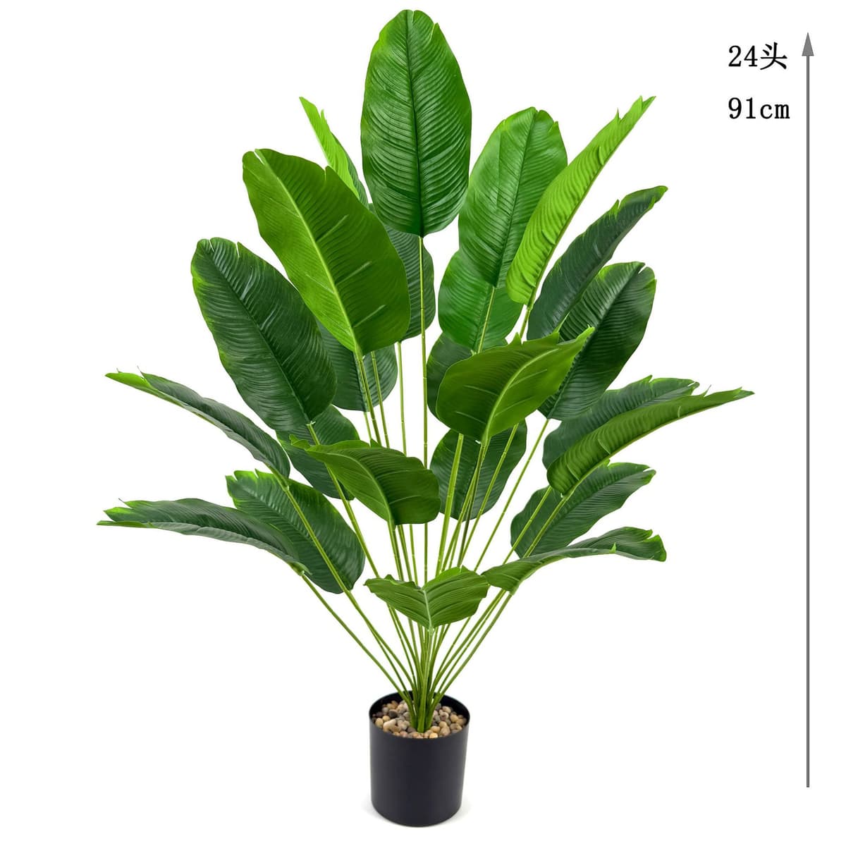 24 banana leaves 91cm (excluding pot)