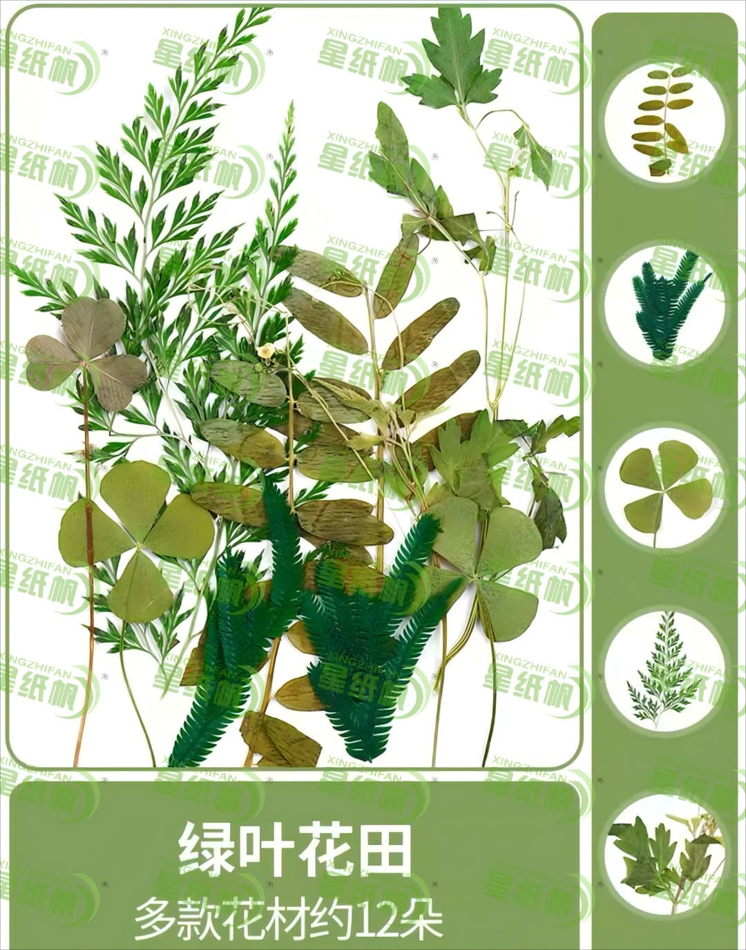 Leaves