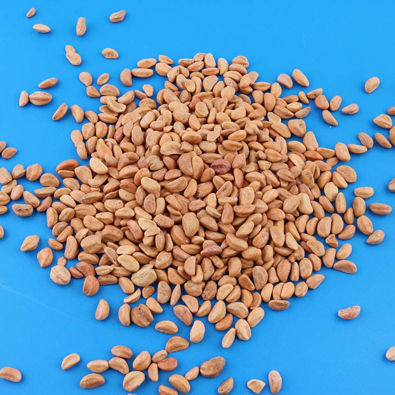 100 Jin Hawthorn Seed Toy Sand Granules Replace Cassia Seed Washable Children's Sand Dig Sand Playground Sand 3