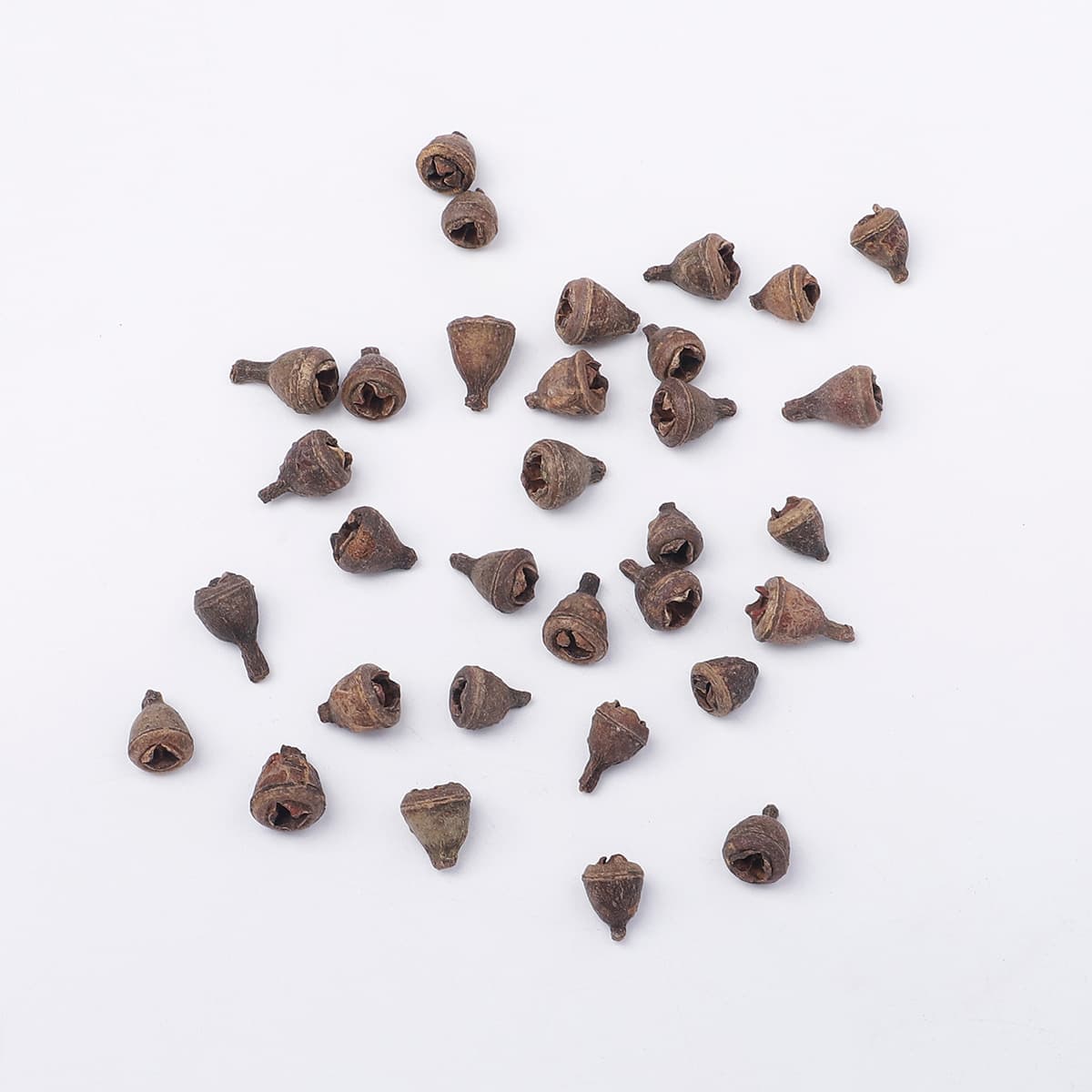 Eucalyptus fruit/single