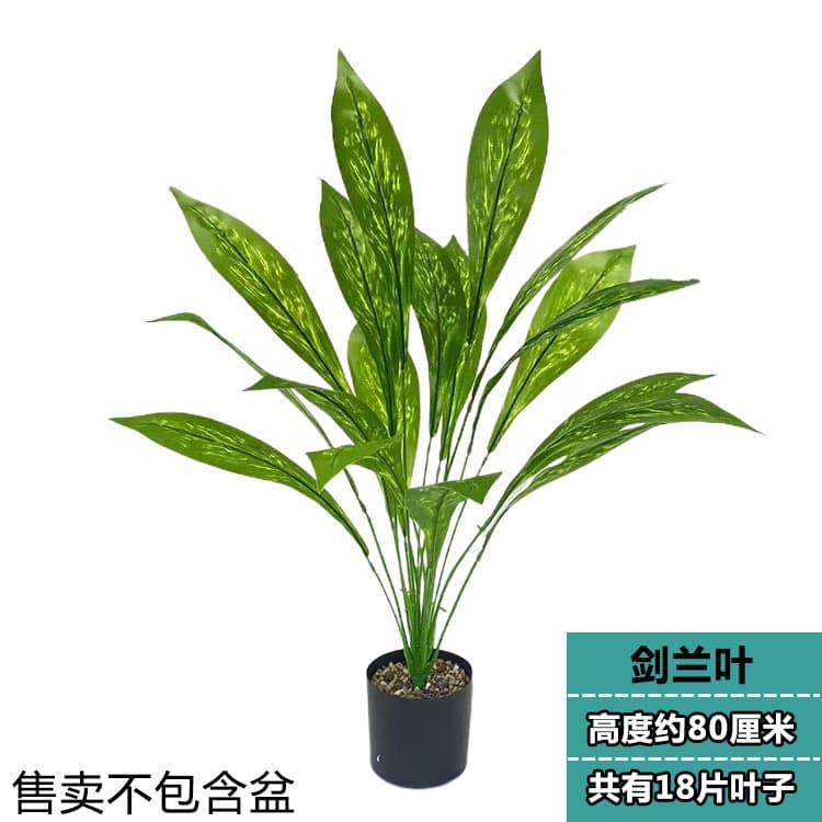 18 leaves of sword orchid leaves