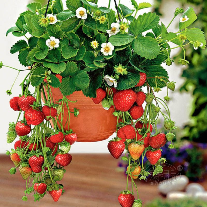 Strawberry Seedlings, Four-Season Potted Edible Cream, Suizhu Hongyanbaixue Plug Seedlings, Fruit Seedlings, North and South Balcony Planting, Easy to Maintain 3