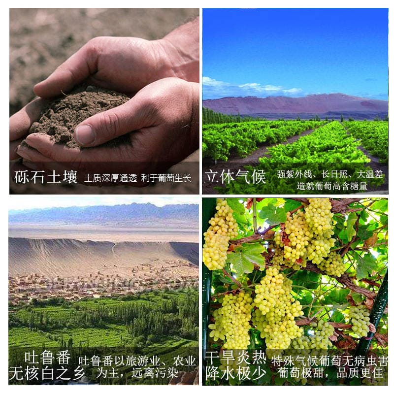 Xinjiang Camel Bell non-nuclear white wine 10 degrees 750ml whole box 6 bottles of Xinjiang wine free shipping 3