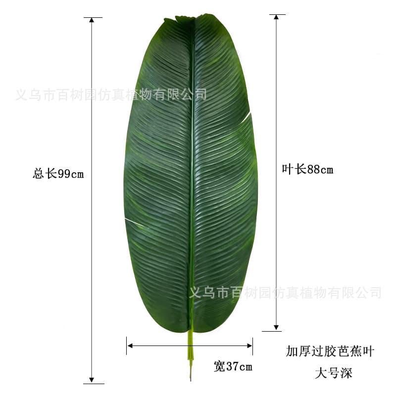 Large dark color (total length 99cm, leaf length 88cm, width 37cm)
