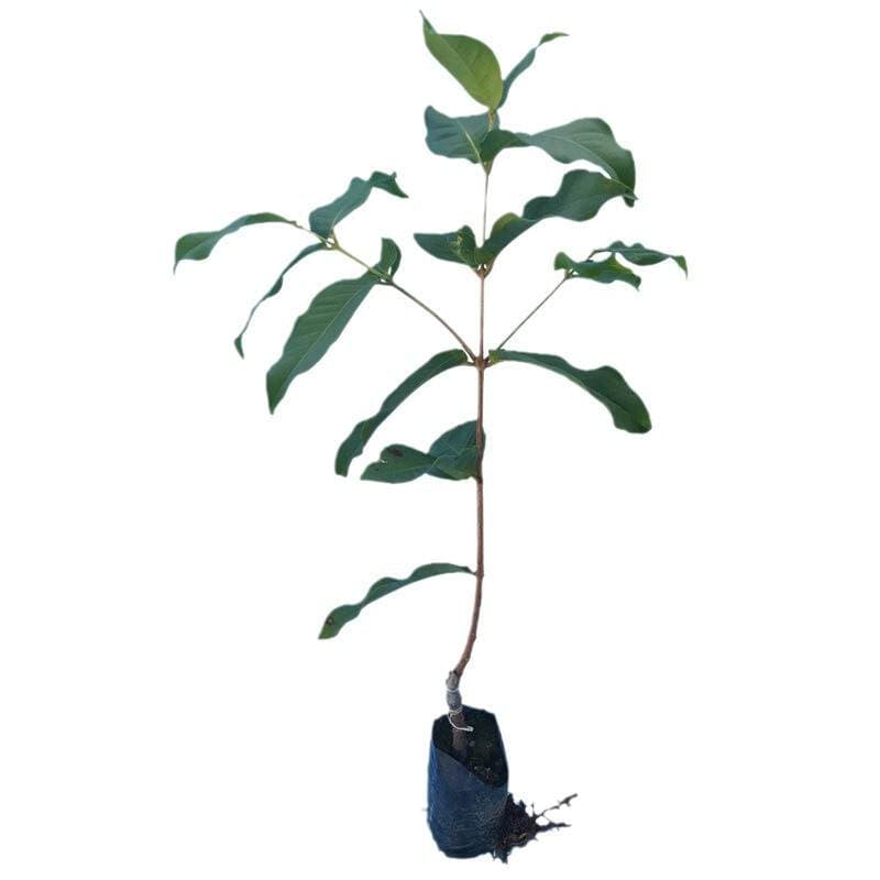 Lotus Mist Saplings Brown Sugar Black Diamond Big Leaf Red Grafted Lotus Mist Saplings Courtyard Potted Ground Planting Saplings That Bear Fruit in the Same Year 5