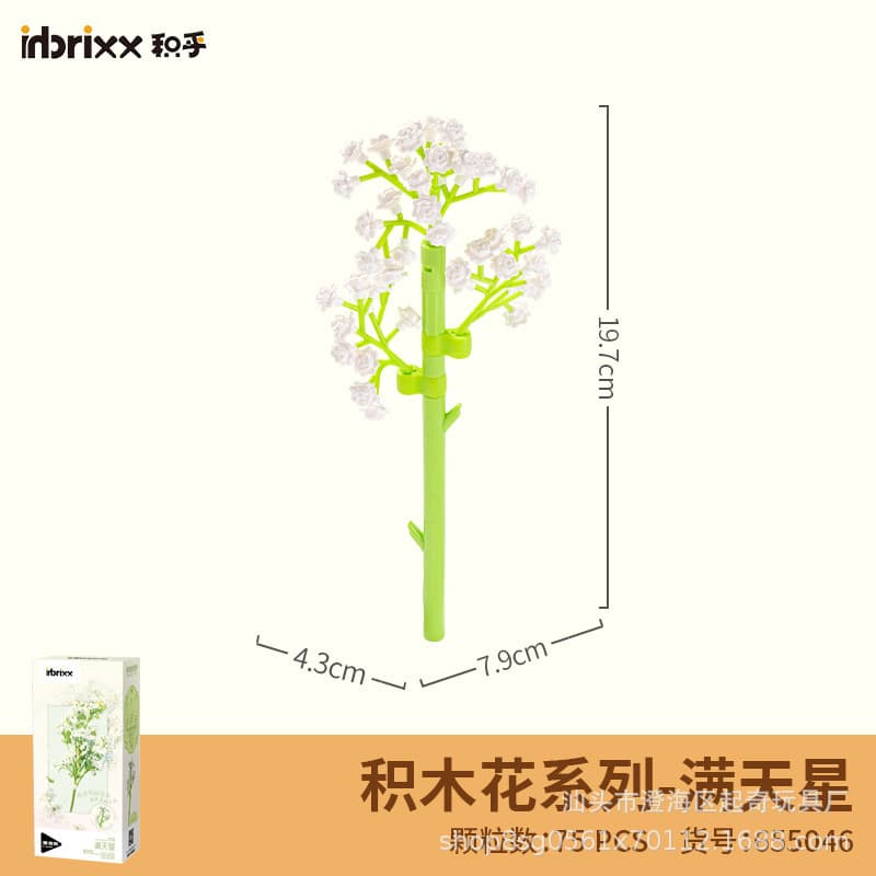 655046 gypsophila
