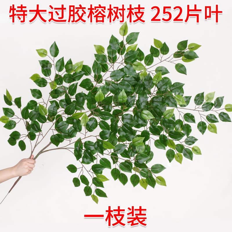 1 extra-large gum Banyan