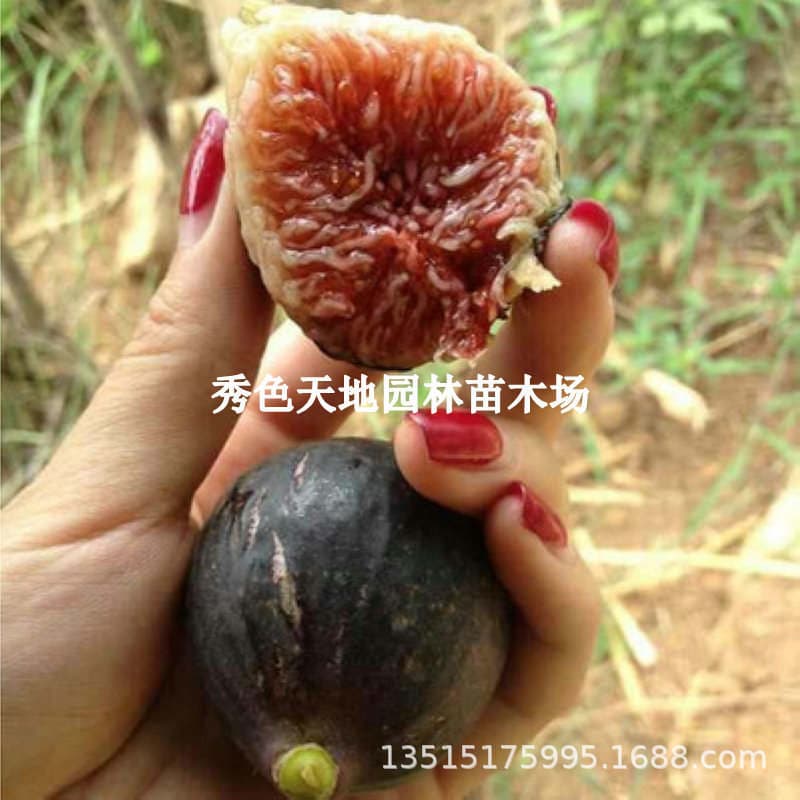 Extra Large Sugar Purple Fruit 96m Fig Saplings Jiujiu Rice Fig Saplings Potted Ground Planting South and North Planting 2
