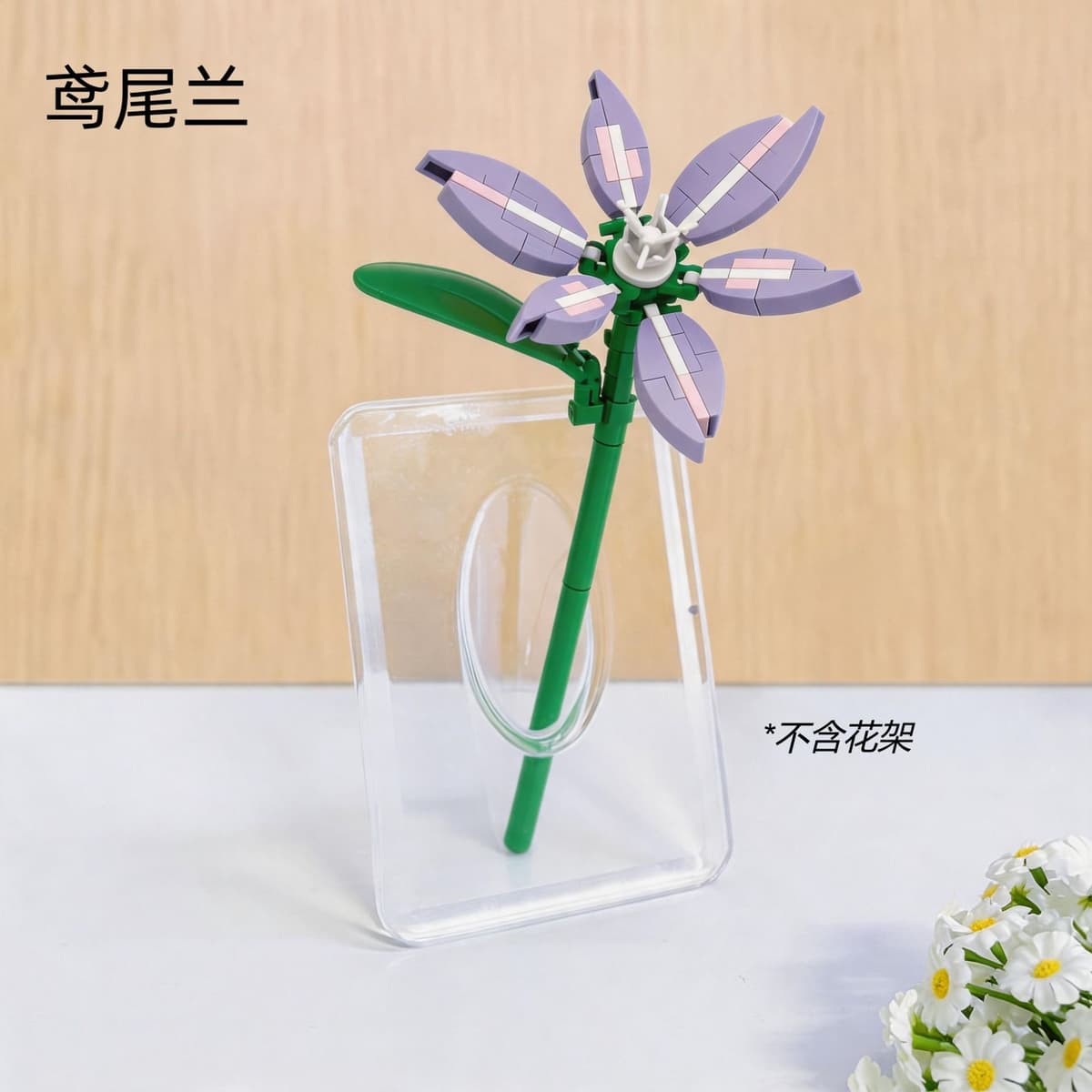 Qq008 iris orchid