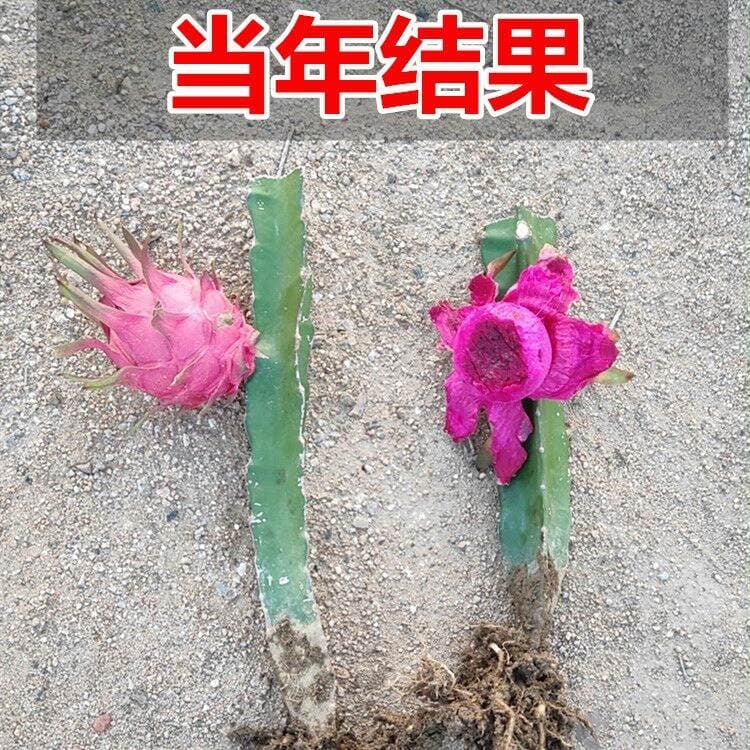 Dragon Fruit Seedlings Are Planted in the South and North. Extra Large Red Flesh and Red Heart Dragon Fruit Seedlings Are Potted and Planted on the Ground to Bear Fruit in the Same Year 2