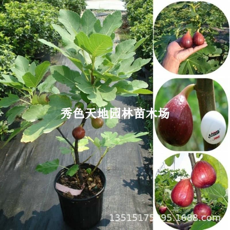 Extra Large Sugar Purple Fruit 96m Fig Saplings Jiujiu Rice Fig Saplings Potted Ground Planting South and North Planting 3