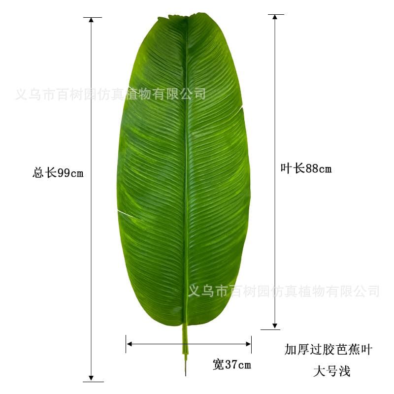 Large light color (total length 99cm, leaf length 88cm, width 37cm)