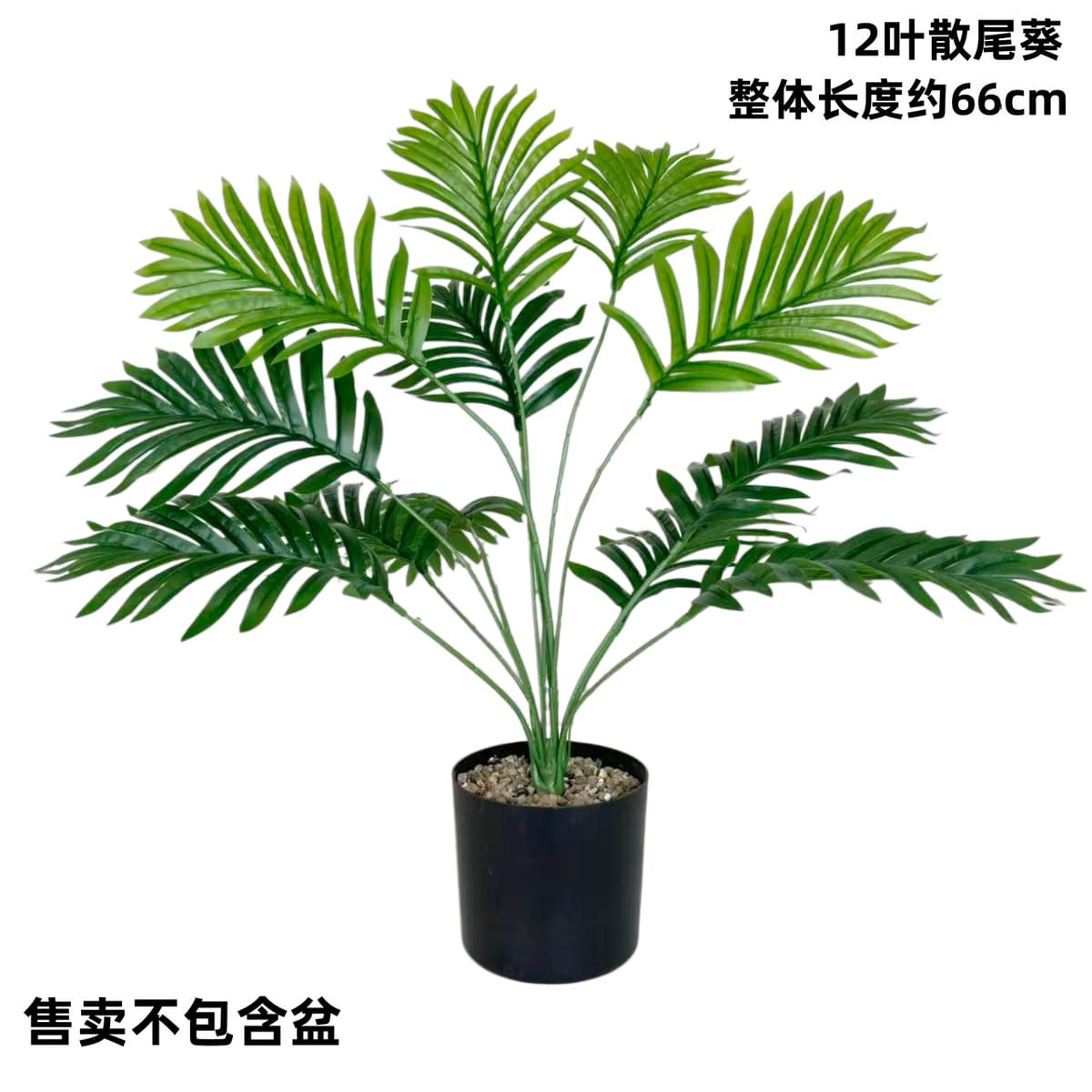 12-leaf areca palm