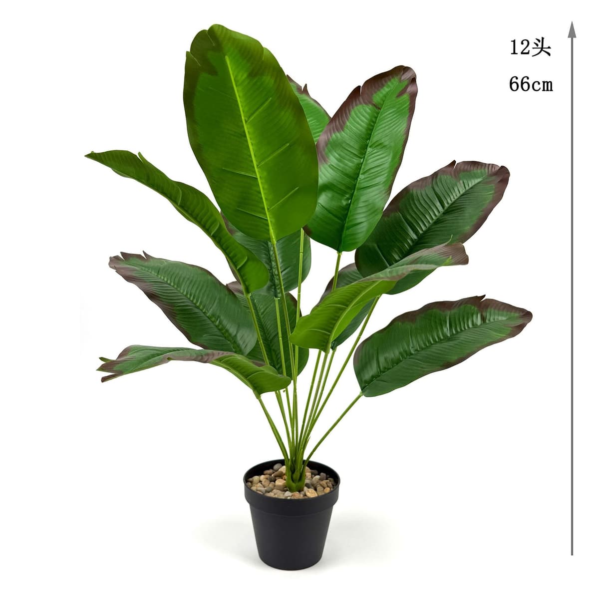 12 red-edged banana leaves 66cm (excluding pot)