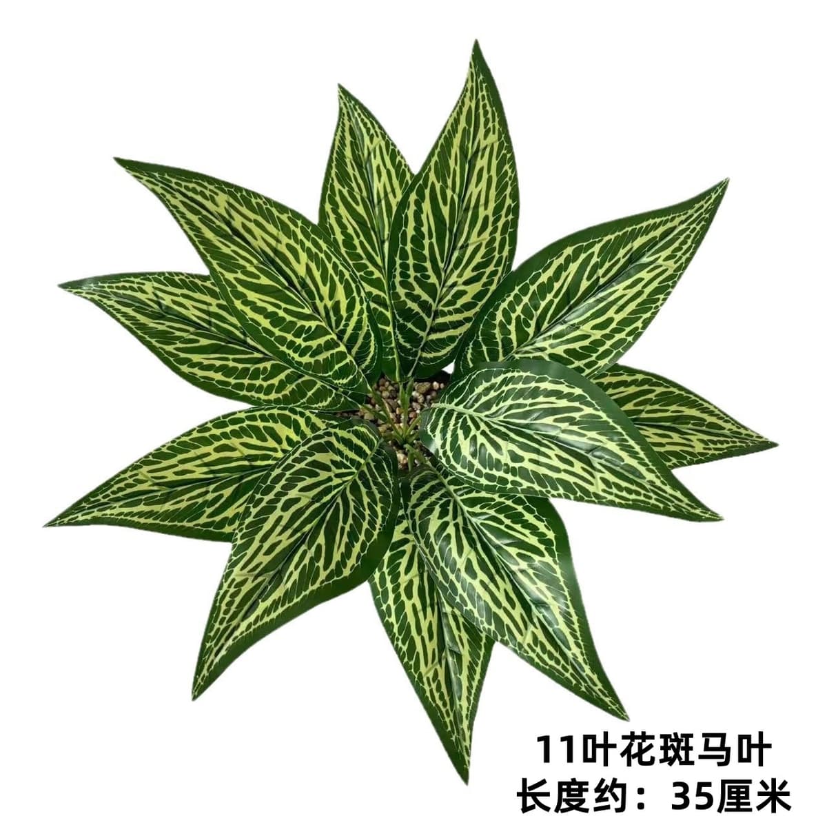 11 leaf flower zebra leaves