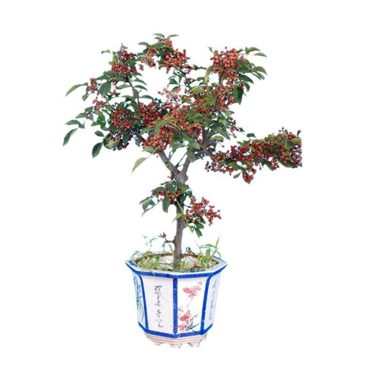 Authentic Sichuan Hanyuan Rattan Pepper Saplings, Green Pepper, Thornless Pepper, Green Pepper, Pepper Saplings Planted in the North and South 5