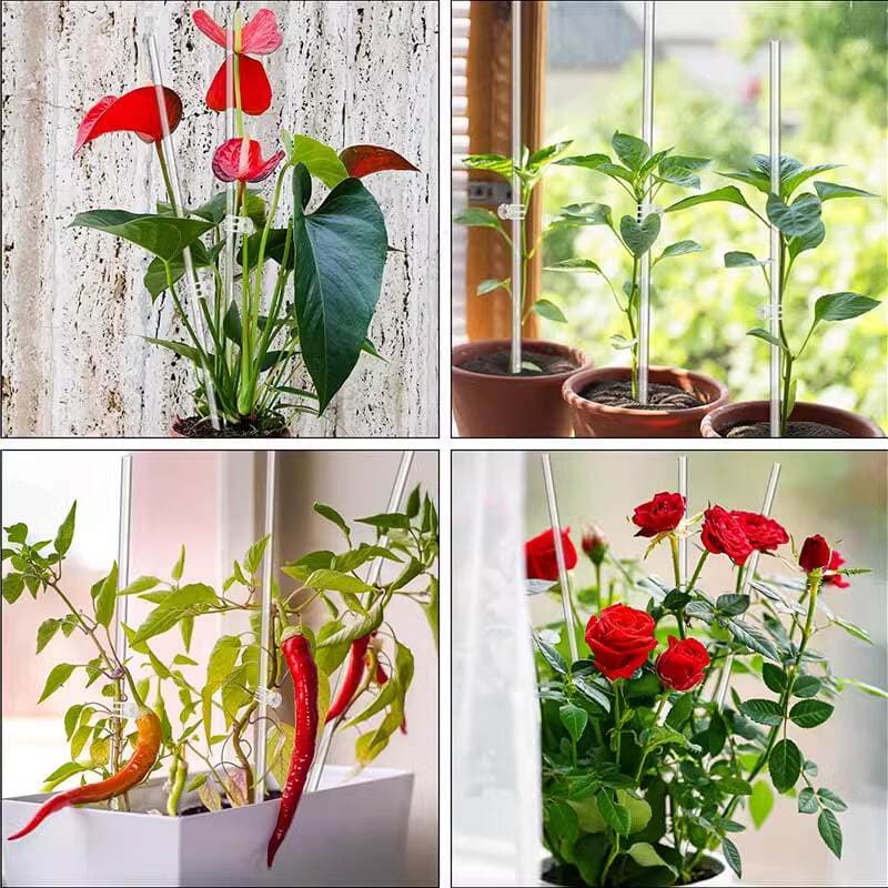 Şəffaf əyilməyə qarşı dəstək klipləri (Phalaenopsis orxideya üçün) 3