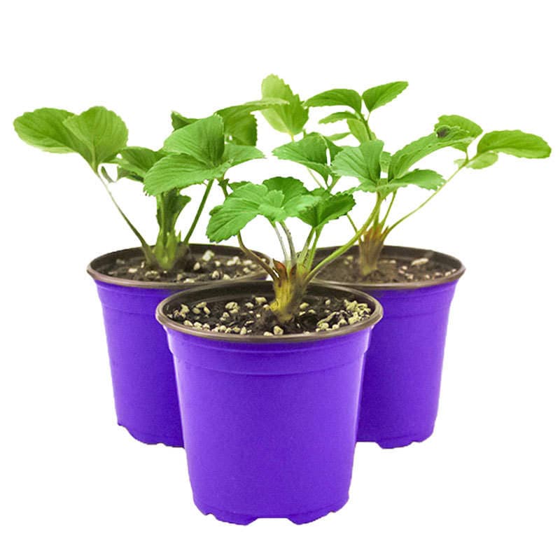 Strawberry Seedlings, Four-Season Potted Edible Cream, Suizhu Hongyanbaixue Plug Seedlings, Fruit Seedlings, North and South Balcony Planting, Easy to Maintain 5