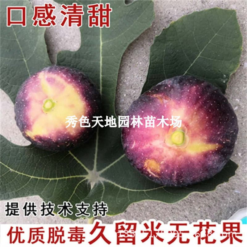 Extra Large Sugar Purple Fruit 96m Fig Saplings Jiujiu Rice Fig Saplings Potted Ground Planting South and North Planting 1