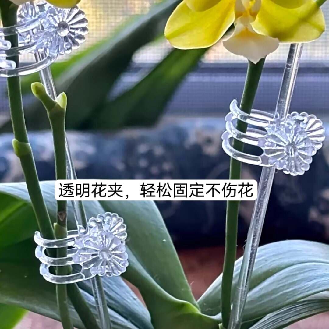 Şəffaf əyilməyə qarşı dəstək klipləri (Phalaenopsis orxideya üçün) 1