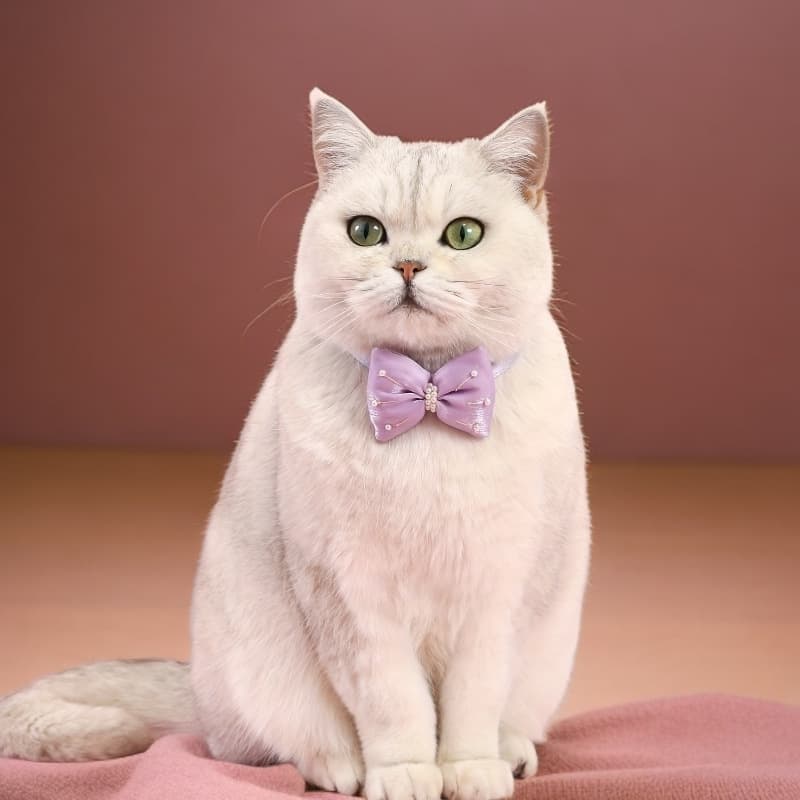 Bow purple