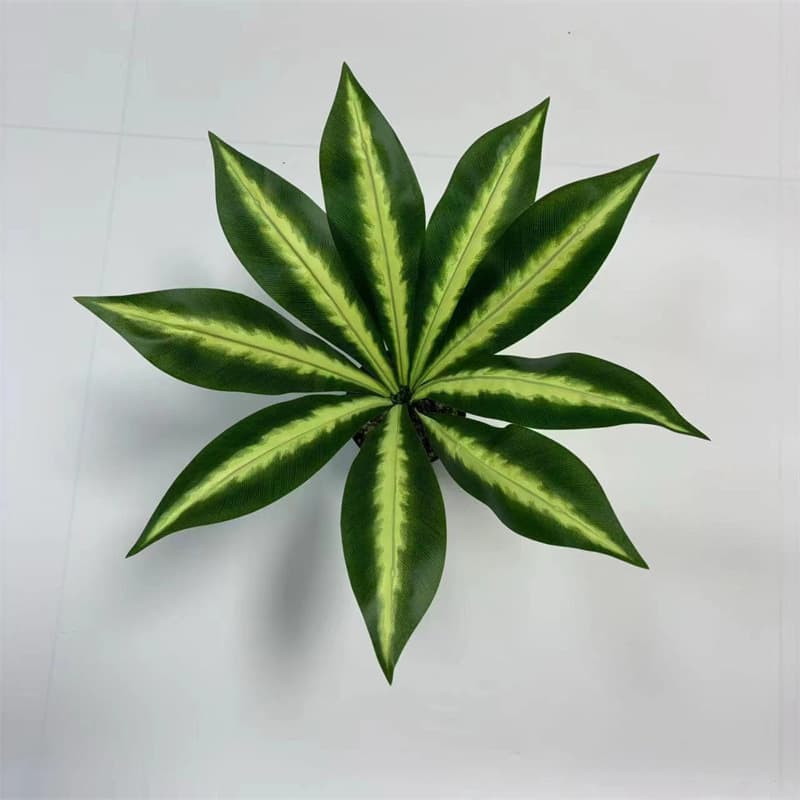9 leaves of dieffenbachia