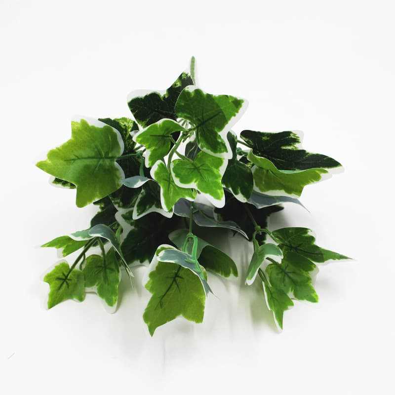 Seven-pronged sweet potato leaves
