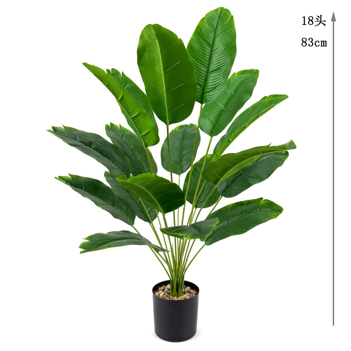 18 banana leaves 83cm (excluding pot)