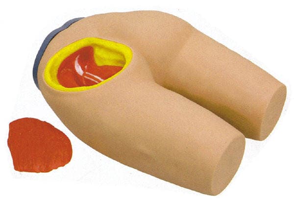 Advanced Buttocks Muscle Injection with Anatomical Structure Model