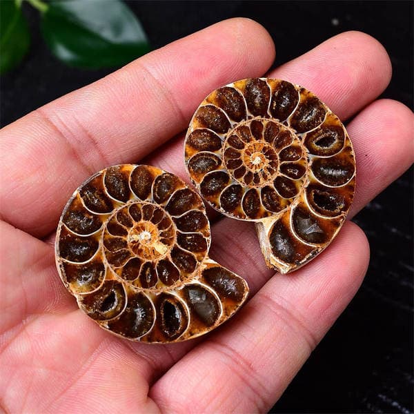Foreign Trade Cross-Border Conch Fossil Slices, Ammonite Slices, Mineral Specimens, Children's Educational Science Raw Stones